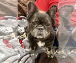 Small #1 French Bulldog