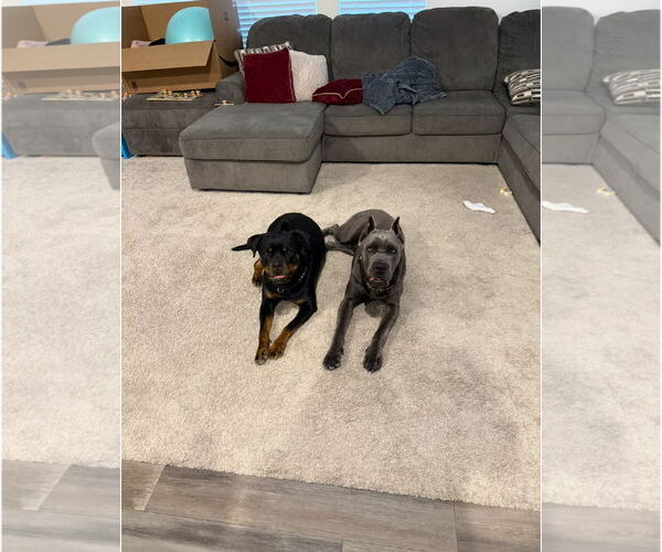 Medium Photo #3 Mutt Puppy For Sale in Goodyear, AZ, USA