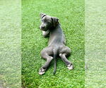 Small #4 American Pit Bull Terrier
