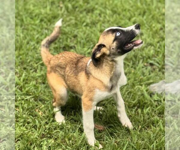 Medium Photo #3 Labrenees Puppy For Sale in Yardley, PA, USA