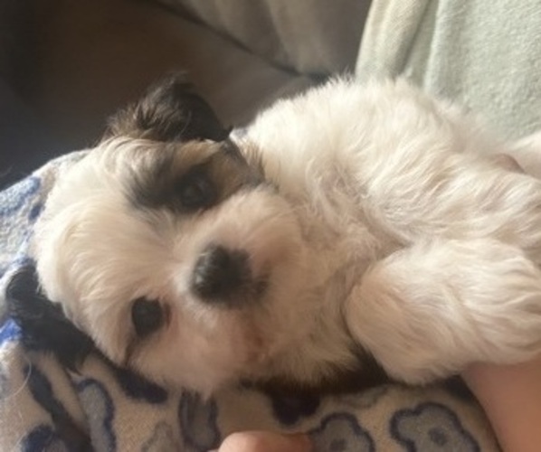Medium Photo #8 Shih Tzu Puppy For Sale in VENETA, OR, USA