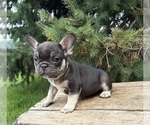 Small #1 French Bulldog