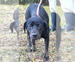 Small #3 Labrador Retriever Mix