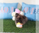 Small #4 Pomeranian