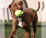 Small #14 American Pit Bull Terrier-Chihuahua Mix