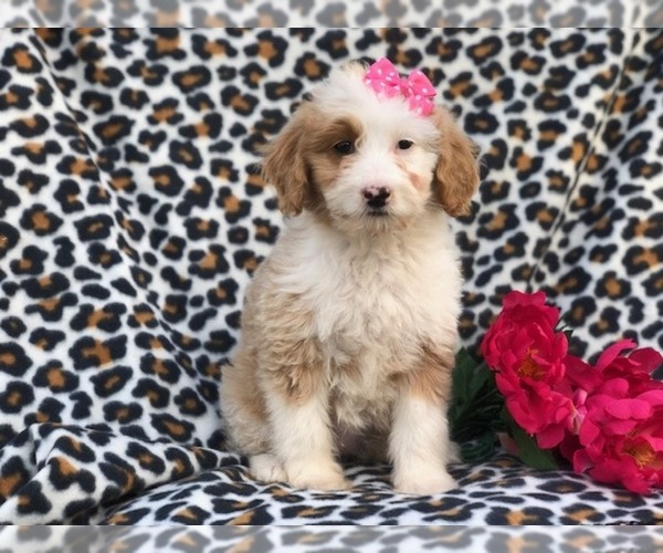 Medium Photo #2 Aussiedoodle Puppy For Sale in LAKELAND, FL, USA