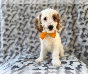 Cock-A-Poo Puppy for sale in LAKELAND, FL, USA