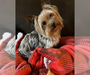 Mutt Dogs for adoption in Arlington, VA, USA