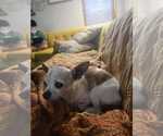 Small #3 Chihuahua Mix