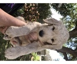 Small Photo #2 Goldendoodle Puppy For Sale in MERRITT IS, FL, USA