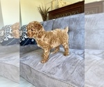 Small #22 Poodle (Toy)
