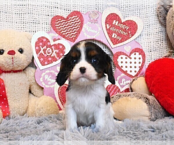Medium Photo #7 Cavalier King Charles Spaniel Puppy For Sale in MARCELLUS, MI, USA