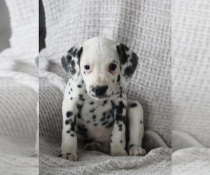 Dalmatian Puppy for sale in FREDERICKSBURG, OH, USA