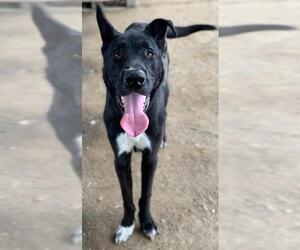 Great Dane-Unknown Mix Dogs for adoption in Riverside, CA, USA
