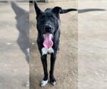 Small Great Dane Mix