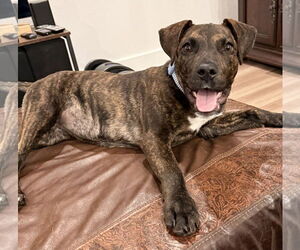 Labrador Retriever Dogs for adoption in The Woodlands, TX, USA