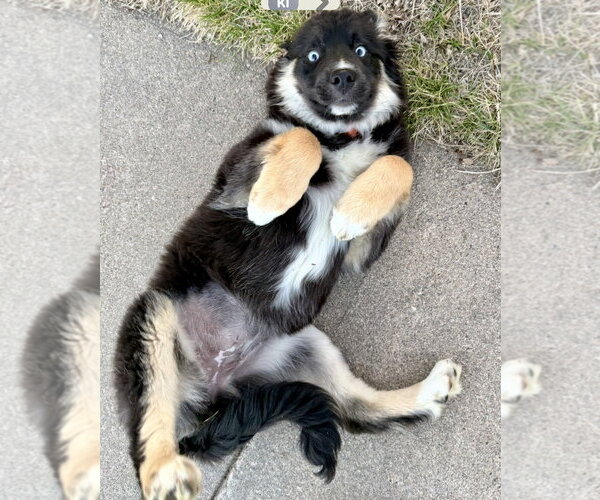 Medium Photo #4 Aussie Siberian Puppy For Sale in Omaha, NE, USA