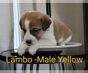 Mutt Dogs for adoption in Ball Ground, GA, USA