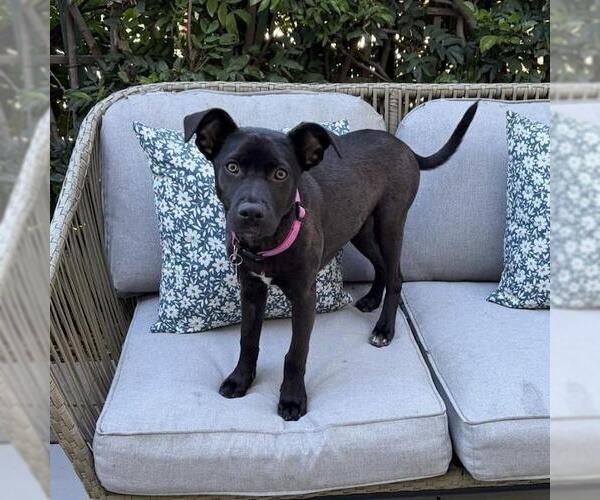 Medium Photo #7 Labrador Retriever-Unknown Mix Puppy For Sale in San Diego, CA, USA