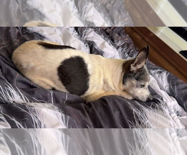 Medium Photo #4 Chihuahua-Unknown Mix Puppy For Sale in Mooresville, NC, USA