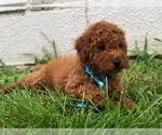 Small Photo #1 Poodle (Toy) Puppy For Sale in EAST EARL, PA, USA