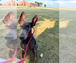 Small #7 Doberman Pinscher