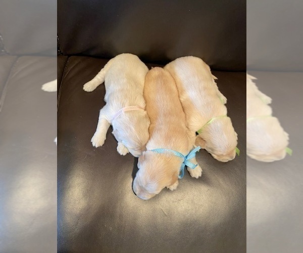 Medium Photo #3 Golden Retriever Puppy For Sale in ROYSE CITY, TX, USA