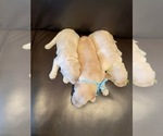 Small Photo #3 Golden Retriever Puppy For Sale in ROYSE CITY, TX, USA