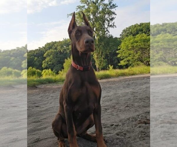 Medium Photo #29 Doberman Pinscher Puppy For Sale in FORT LAUDERDALE, FL, USA