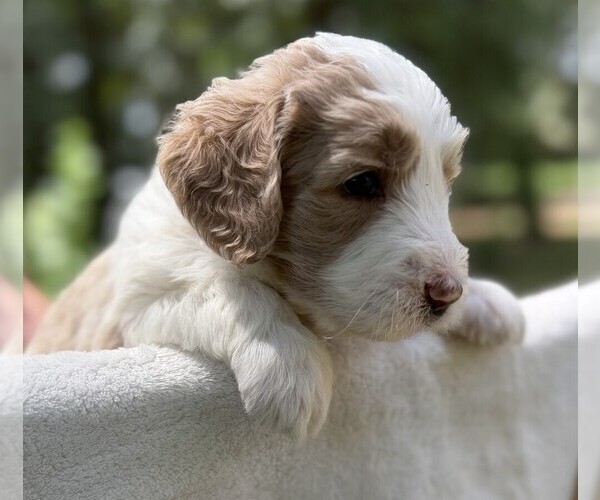 Medium Photo #39 Goldendoodle Puppy For Sale in PIERSON, FL, USA