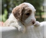 Small Photo #39 Goldendoodle Puppy For Sale in PIERSON, FL, USA