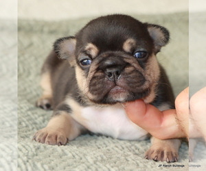 French Bulldog Puppy for sale in WINNSBORO, TX, USA