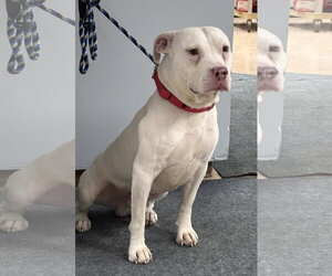 American Pit Bull Terrier-Unknown Mix Dogs for adoption in Batavia, NY, USA