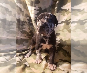 Great Dane Puppy for sale in BARSTOW, CA, USA