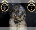 Puppy Steele F1B Maltipoo