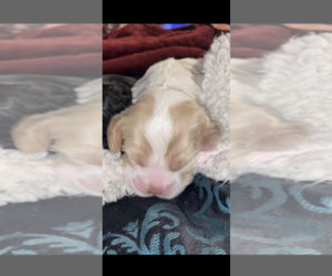 Cocker Spaniel Puppy for sale in LEANDER, TX, USA