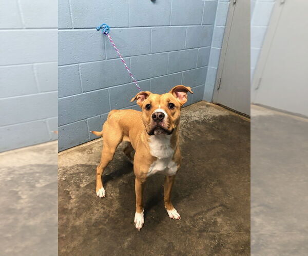 Medium Photo #4 American Pit Bull Terrier Puppy For Sale in Evansville, IN, USA