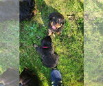 Image preview for Ad Listing. Nickname: Litter of 8