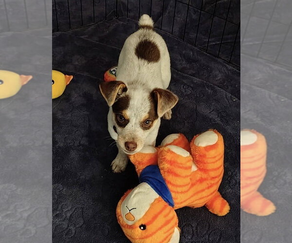 Medium Photo #6 Mutt Puppy For Sale in Dana Point, CA, USA
