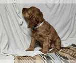 Small #2 English Cocker Spaniel
