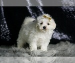 Small Photo #54 Maltipoo (Miniature) Puppy For Sale in WARSAW, IN, USA