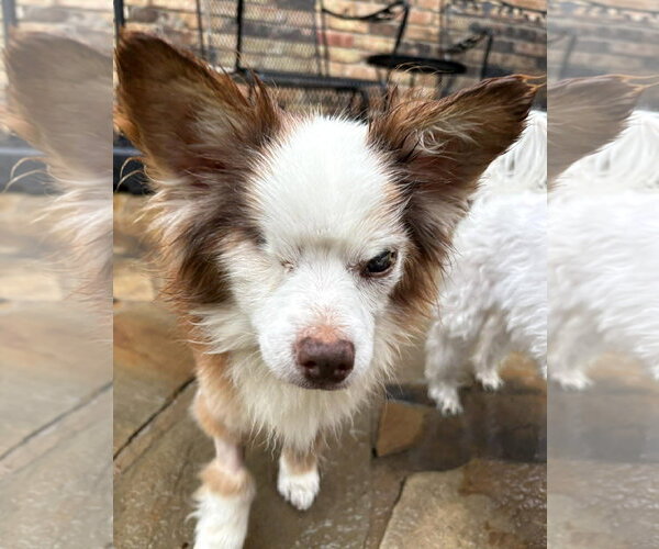 Medium Photo #5 Chihuahua-Unknown Mix Puppy For Sale in Boonton, NJ, USA