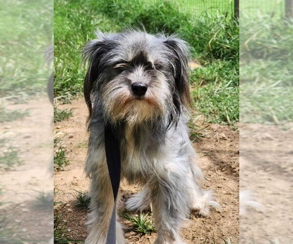 Medium Photo #1 Mutt Puppy For Sale in Fairfax, VA, USA