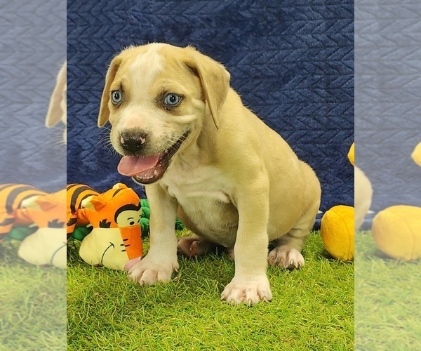 Medium Photo #6 Catahoula Leopard Dog Puppy For Sale in CUMBY, TX, USA