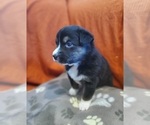Small Photo #12 Australian Shepherd Puppy For Sale in PHOENIX, AZ, USA