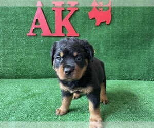 Rottweiler Puppy for sale in KENNESAW, GA, USA