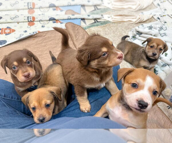 Medium Photo #2 Mutt Puppy For Sale in Holly Springs, NC, USA