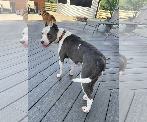 Medium Photo #27 American Pit Bull Terrier-Unknown Mix Puppy For Sale in Germantown, OH, USA