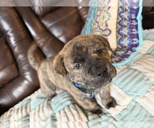 Tank (Darla's litter) - Male American Staffordshire Terrier-German Shepherd Dog Mix Dog for Adoption - Photo #16