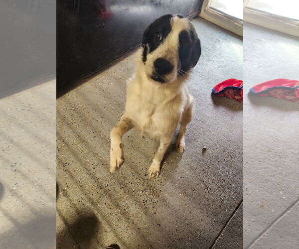 Medium Photo #2 Border Collie-Unknown Mix Puppy For Sale in Woodsfield, OH, USA